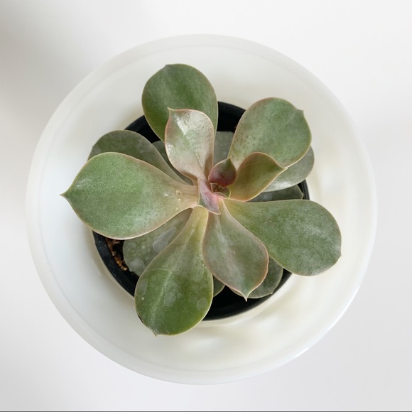 Vintage E.O. Brody Glass Company Milk Glass Vase - Picture 3 of 4